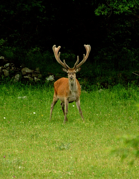 PASSIONE PER IL CERVO